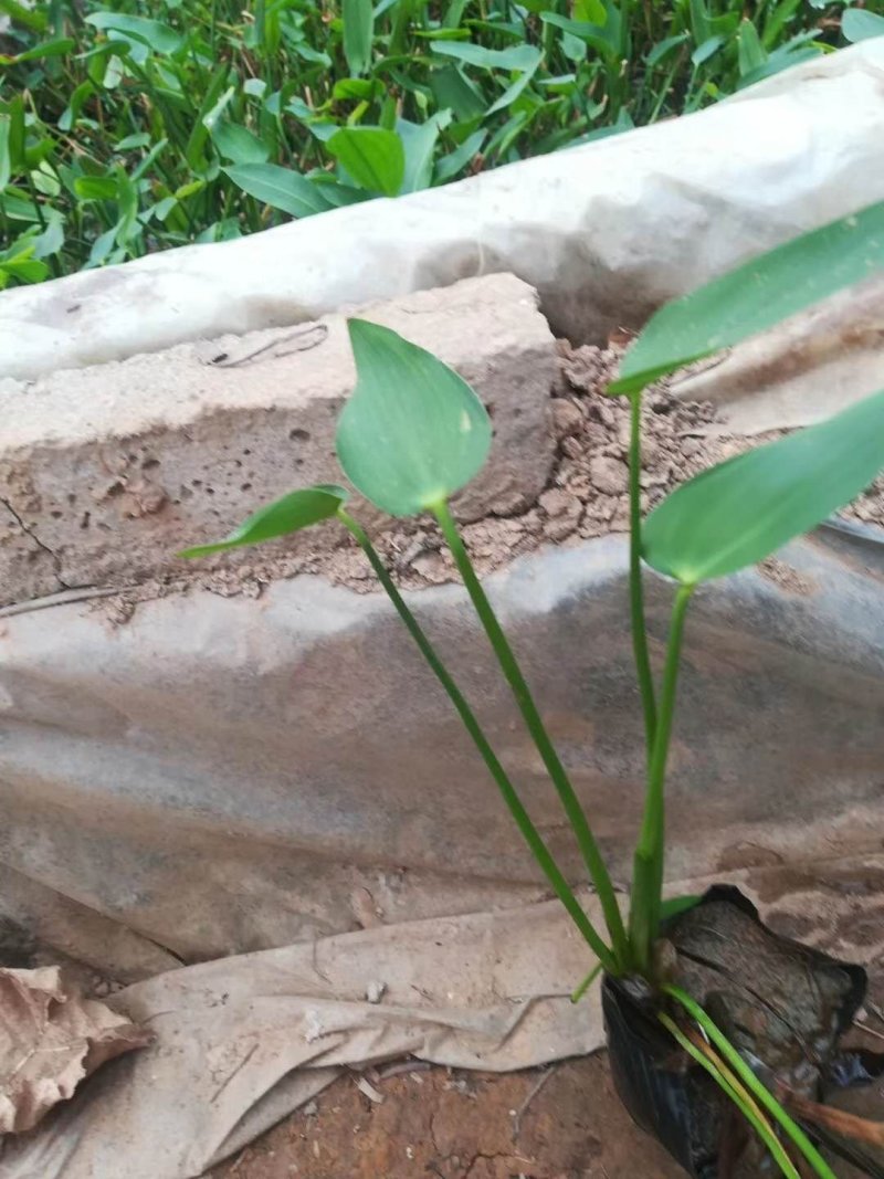 再力花！水生植物种植基地绿化工程专用苗木