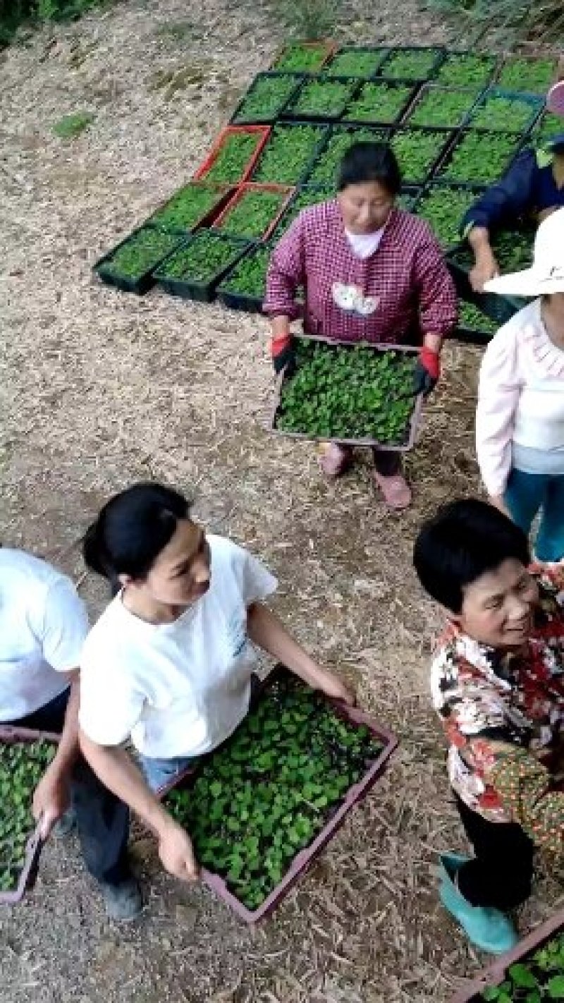 粉防己别名土木香有杯苗、托盘苗，地苗和一年两年苗