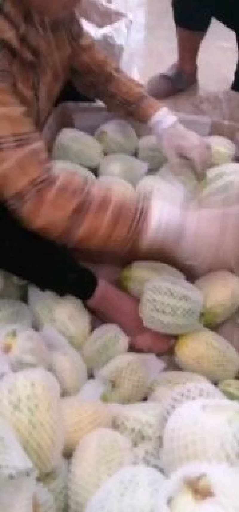 花姑娘甜瓜大量有货了，欢迎各位老板发财，陕西渭南。