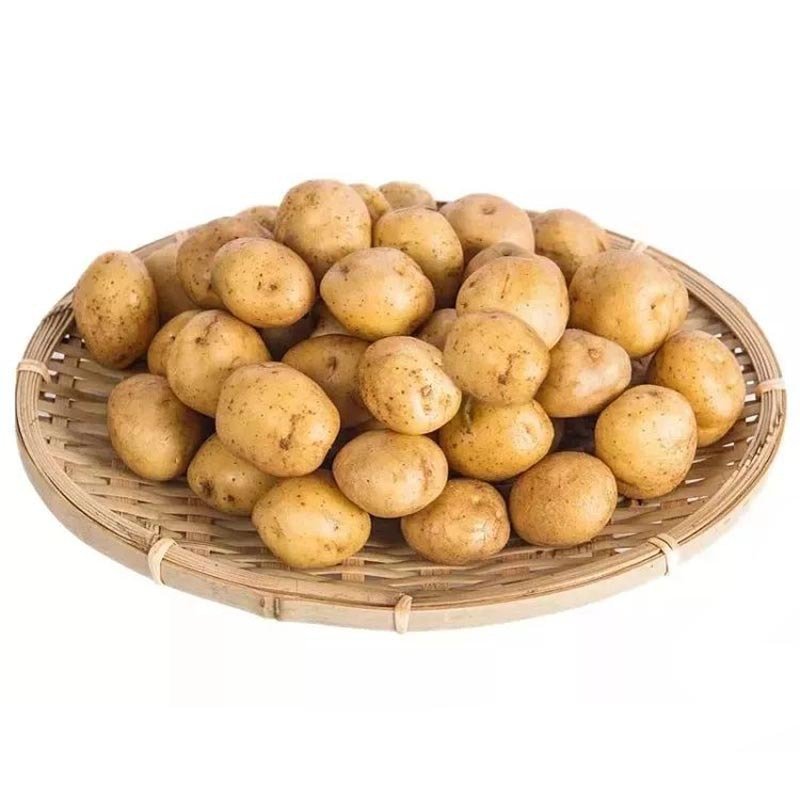 恩施马尔可科小土豆