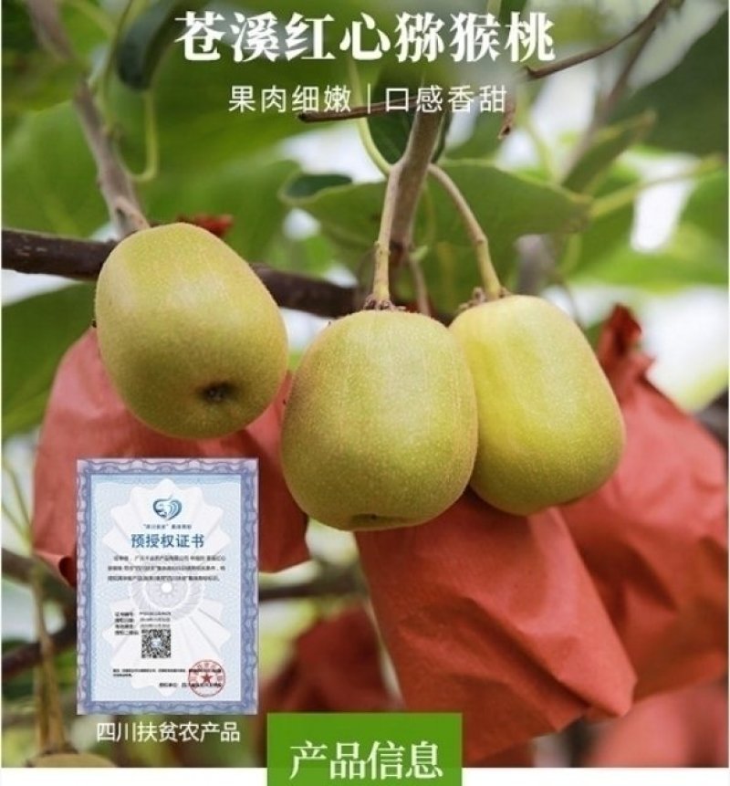 苍溪红心猕猴桃