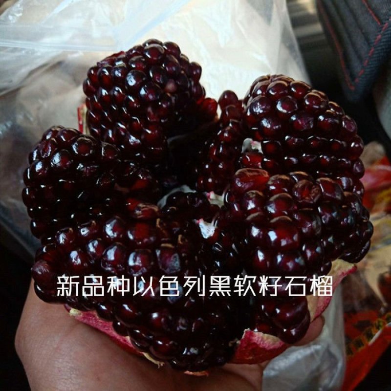 新品种鸽血石榴树苗突尼斯软籽红宝石以色列黑籽石榴树嫁接果