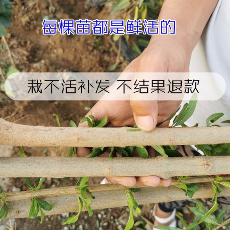 新品种鸽血石榴树苗突尼斯软籽红宝石以色列黑籽石榴树嫁接果