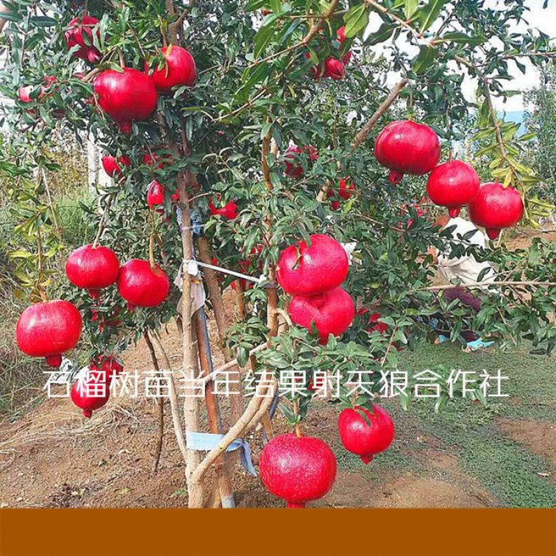 新品种鸽血石榴树苗突尼斯软籽红宝石以色列黑籽石榴树嫁接果
