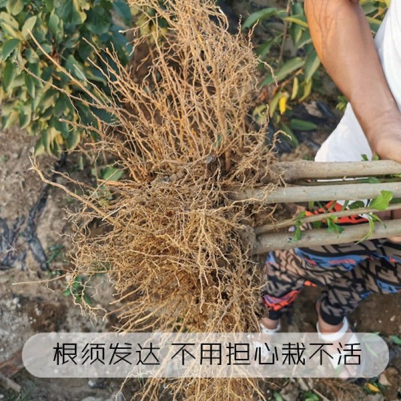 新品种鸽血石榴树苗突尼斯软籽红宝石以色列黑籽石榴树嫁接果