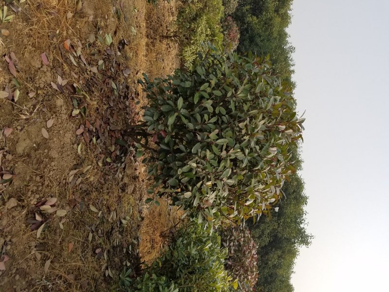 海桐球，苗圃基地常年大量供应海桐苗，海桐球