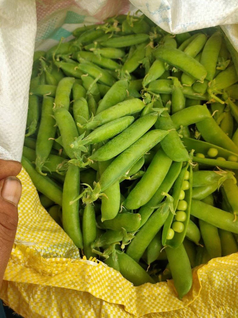 基地直供【豌豆荚】量大从优诚信经营质量保证
