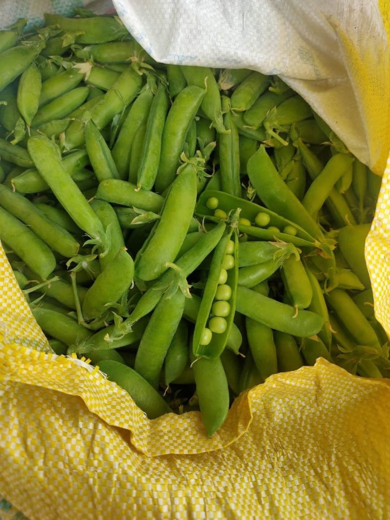 基地直供【豌豆荚】量大从优诚信经营质量保证