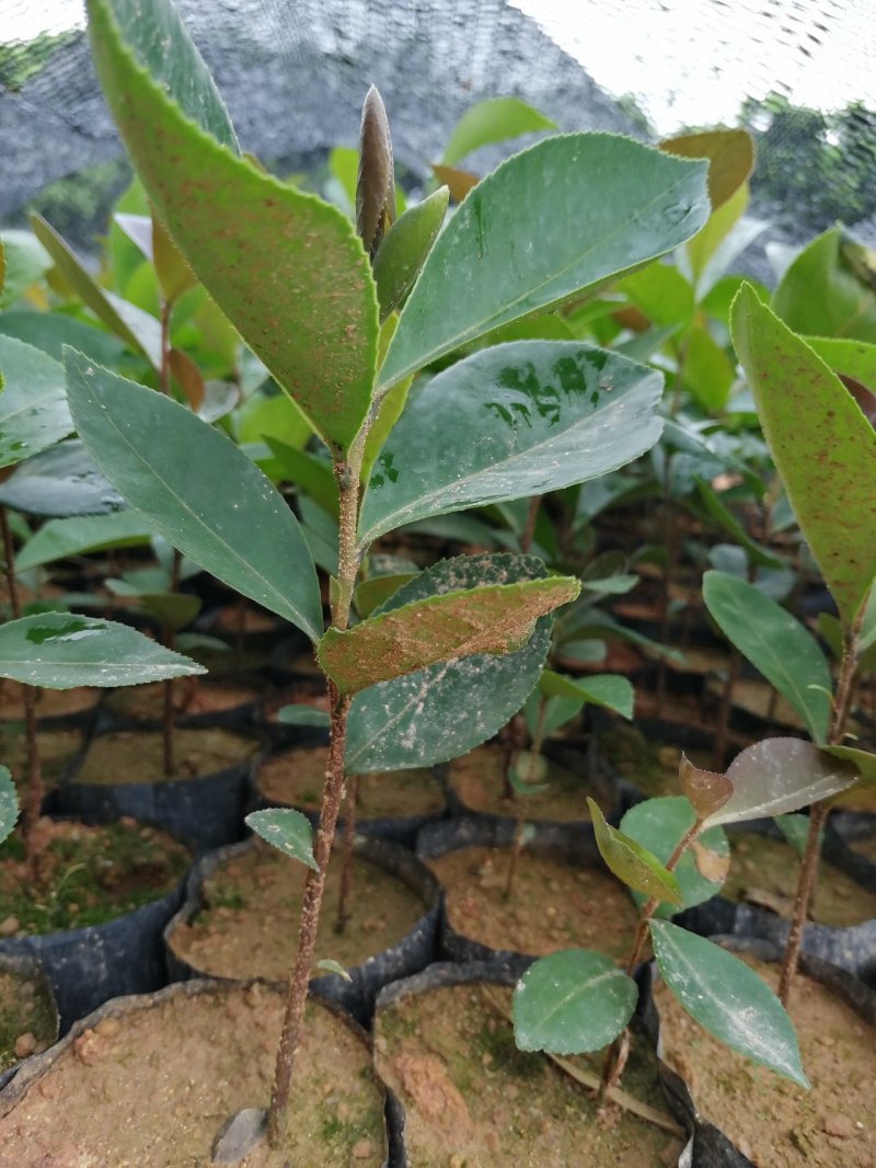 自家种植基地，量大从优，木荷荷树，带营养杯优质苗木
