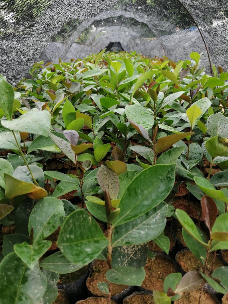 自家种植基地，量大从优，木荷荷树，带营养杯优质苗木