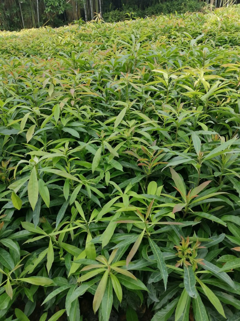 自家种植基地，量大从优，木荷荷树，带营养杯优质苗木