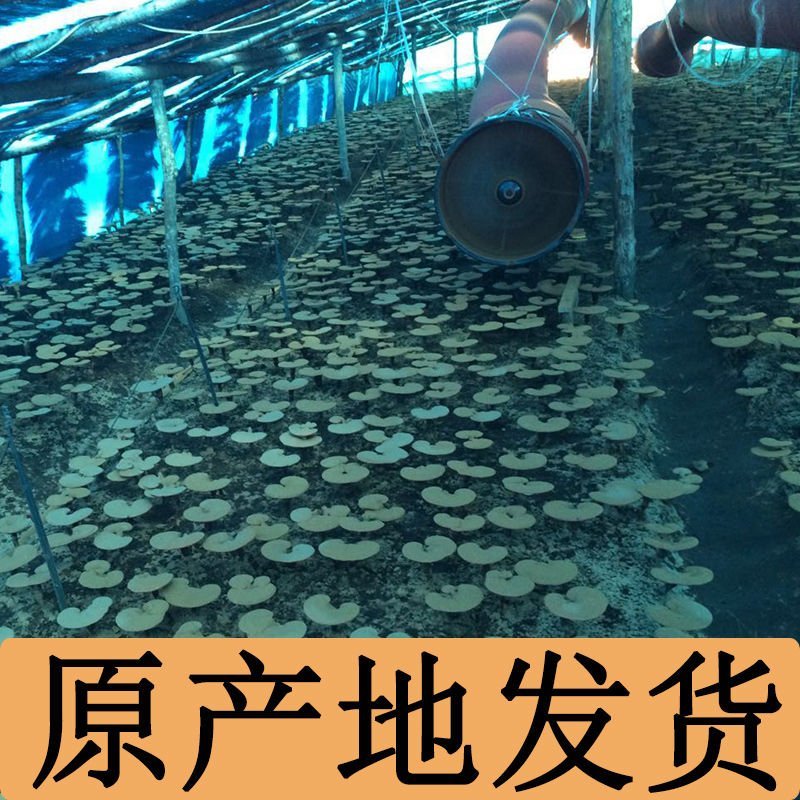 长白山灵芝碾压椴木灵芝孢子粉便宜了！