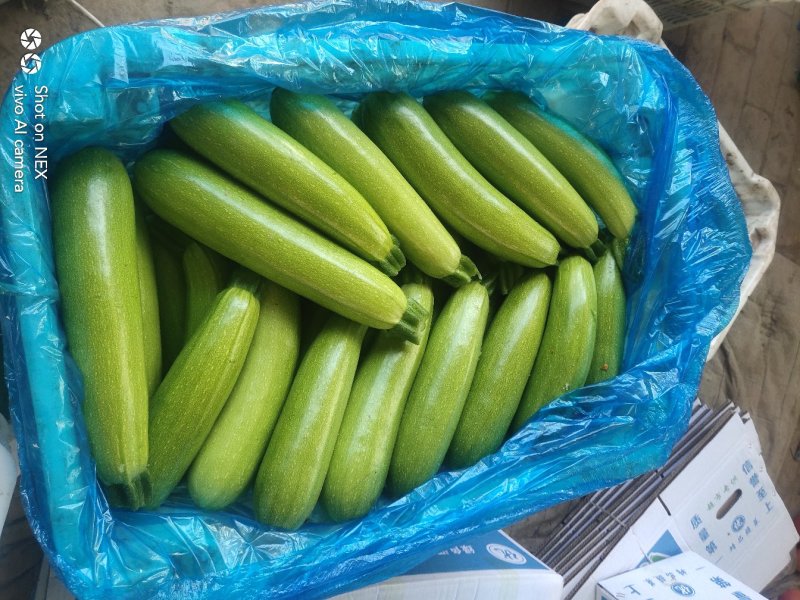 山西晋中大量供应西胡芦，视频看货，产地直销