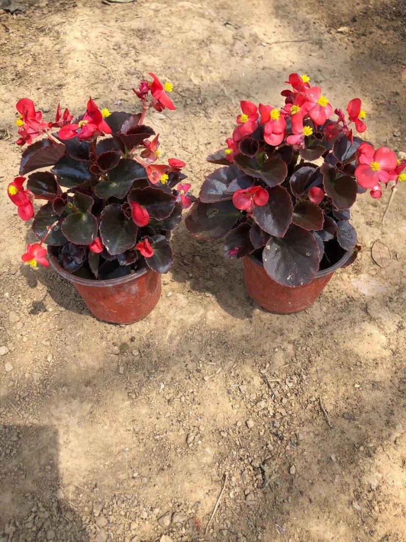 四季海棠工程小苗基地直发