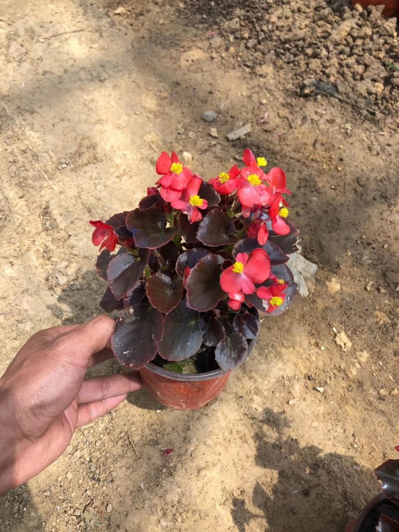 四季海棠工程小苗基地直发