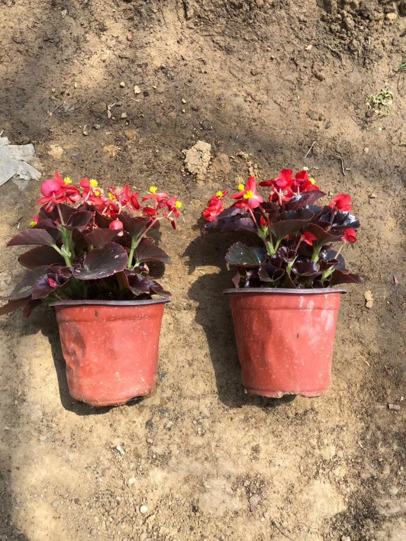 四季海棠工程小苗基地直发