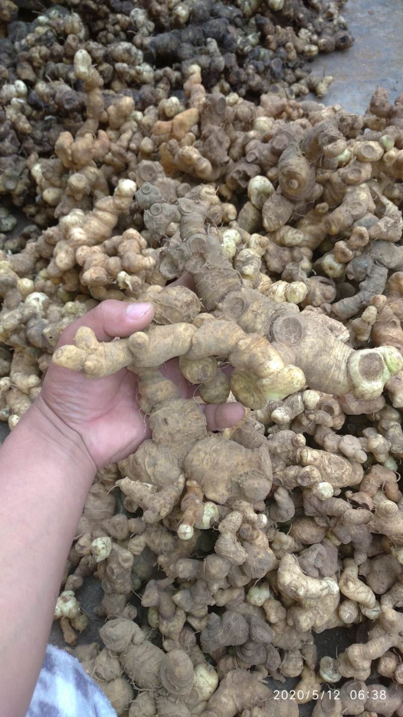 野生多花姜形黄精