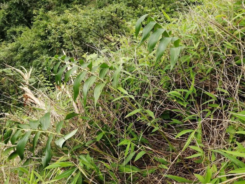 野生多花姜形黄精