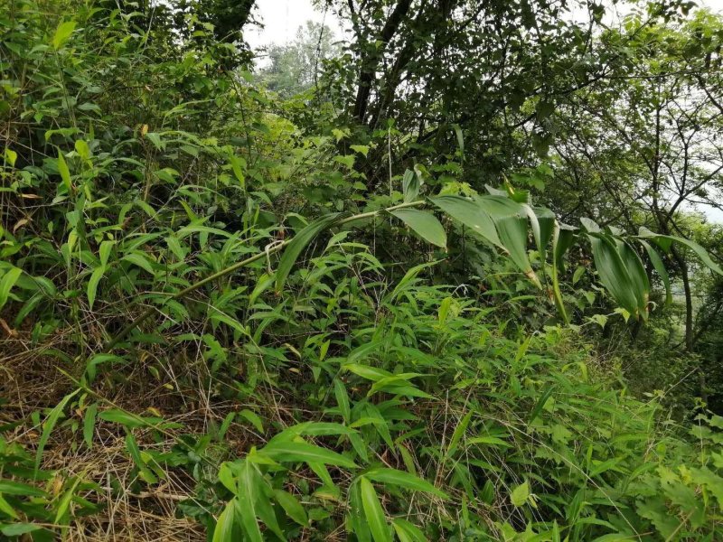 野生多花姜形黄精