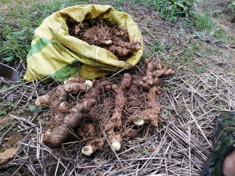 野生多花姜形黄精