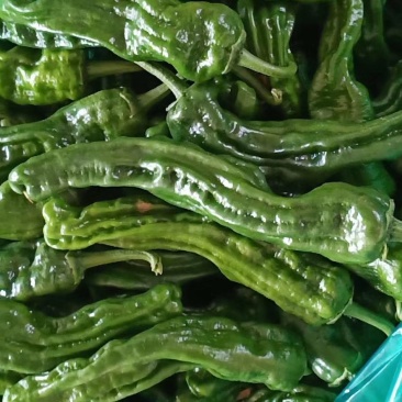 小辣椒