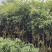 桂花树庭院种植盆栽常绿
