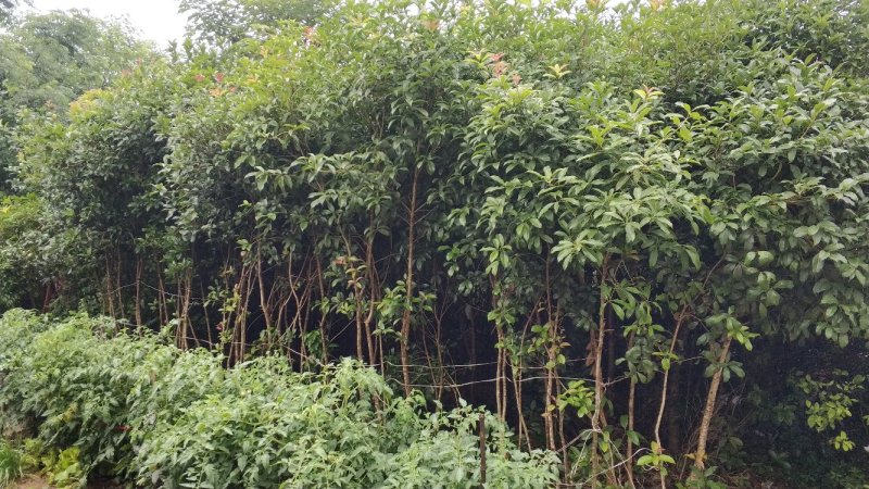 桂花树庭院种植盆栽常绿