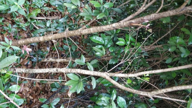 桂花树庭院种植盆栽常绿