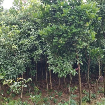 桂花树庭院种植盆栽常绿