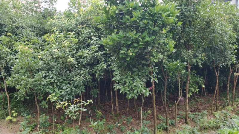 桂花树庭院种植盆栽常绿
