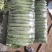 【精品黄瓜】山东亮条黄瓜大量上市产地直发量大优惠