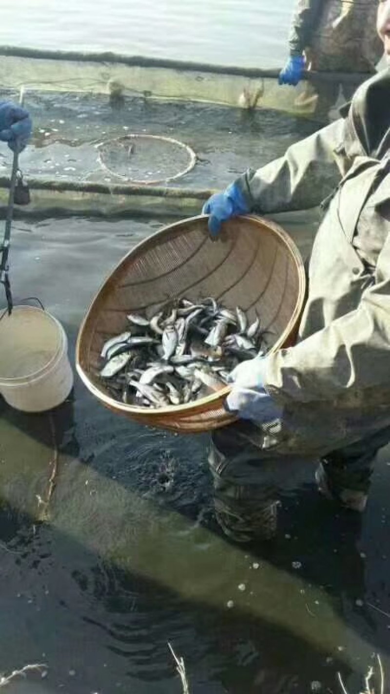 【恒泰鱼苗养殖场】鲤鱼苗草鱼苗锦鲤苗武昌鱼苗鲢鱼