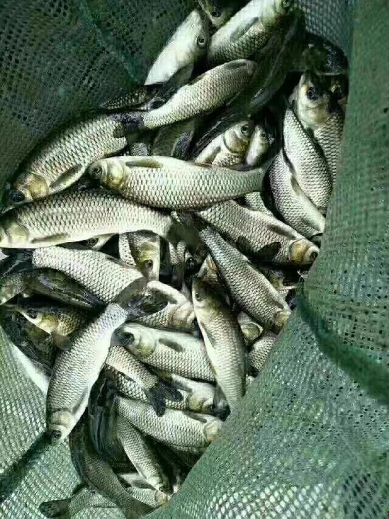 【恒泰鱼苗养殖场】鲤鱼苗草鱼苗锦鲤苗武昌鱼苗鲢鱼