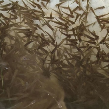 【恒泰鱼苗养殖场】鲤鱼苗草鱼苗锦鲤苗武昌鱼苗鲢鱼