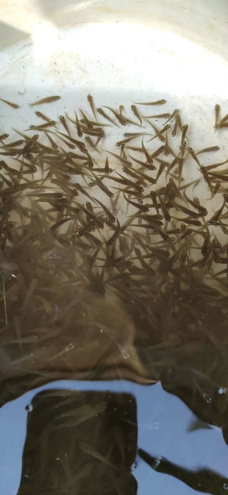 【恒泰鱼苗养殖场】鲤鱼苗草鱼苗锦鲤苗武昌鱼苗鲢鱼