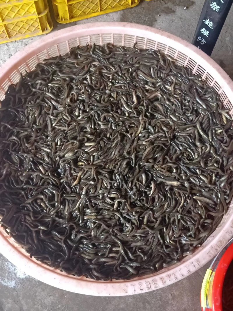 【恒泰鱼苗养殖场】鲤鱼苗草鱼苗锦鲤苗武昌鱼苗鲢鱼