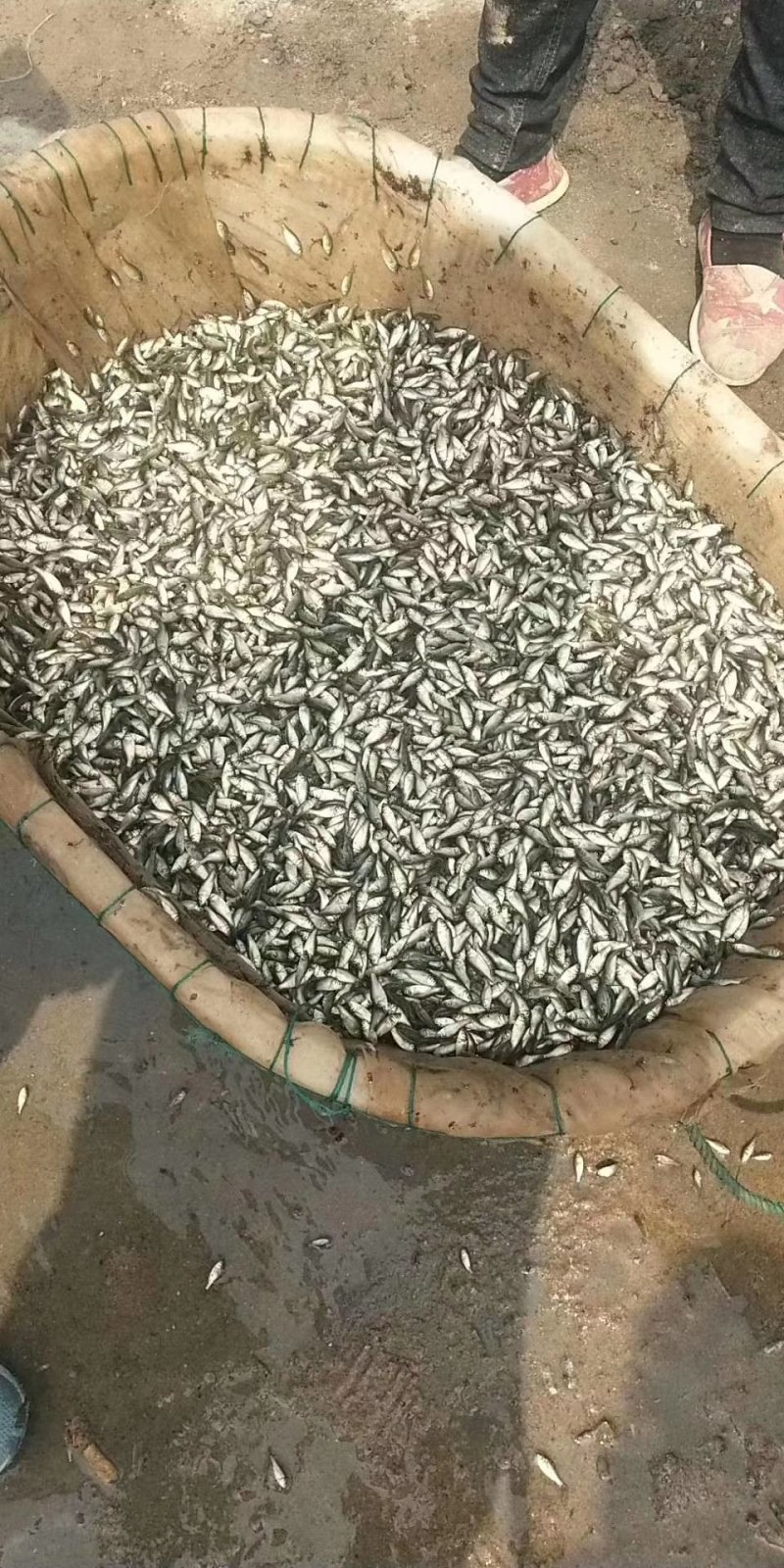 【恒泰鱼苗养殖场】鲤鱼苗草鱼苗锦鲤苗武昌鱼苗鲢鱼