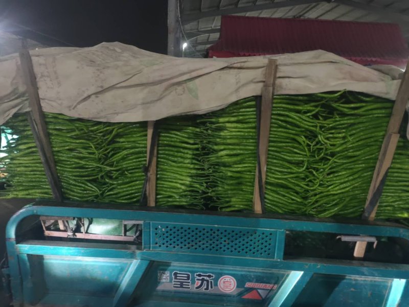 【精品线椒】大量上市/产地直发/货量充足/欢迎老板们下单
