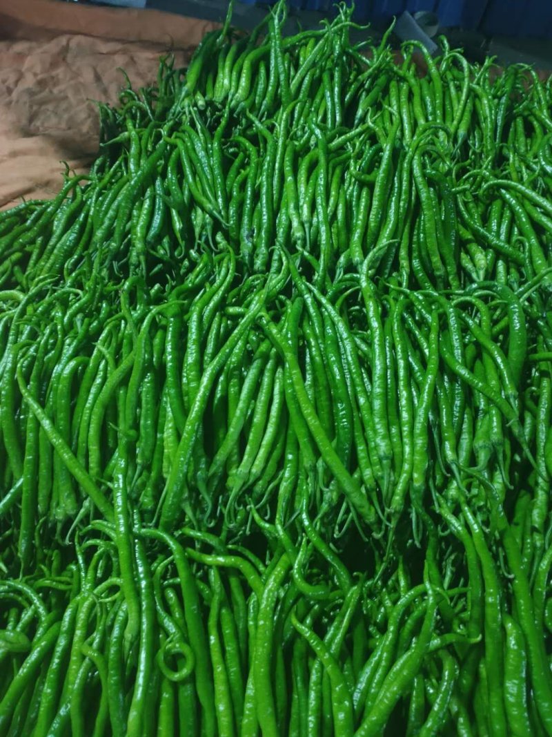 【精品线椒】大量上市/产地直发/货量充足/欢迎老板们下单
