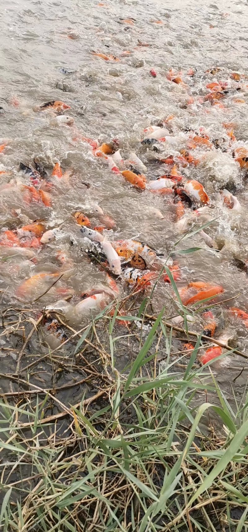 鲤鱼苗【恒泰鱼苗养殖场