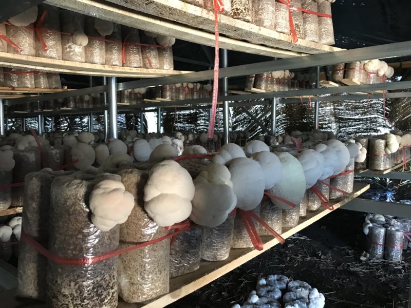 【海麟玉品】东北猴头菇鲜猴头菇有机绿标产地直发