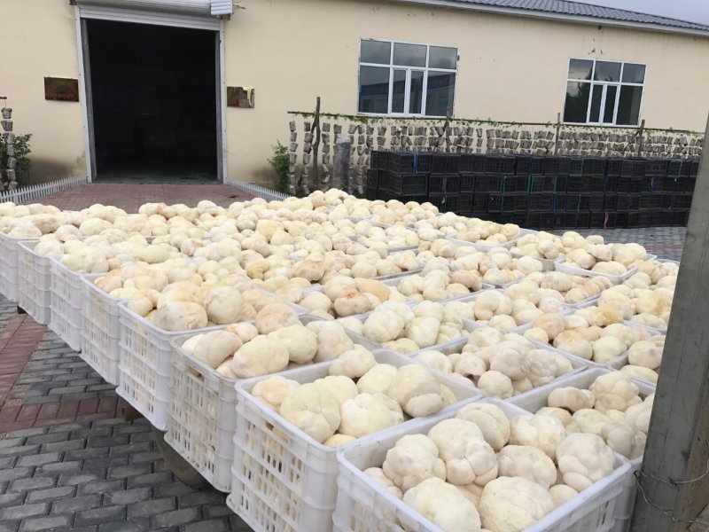 【海麟玉品】东北猴头菇鲜猴头菇有机绿标产地直发