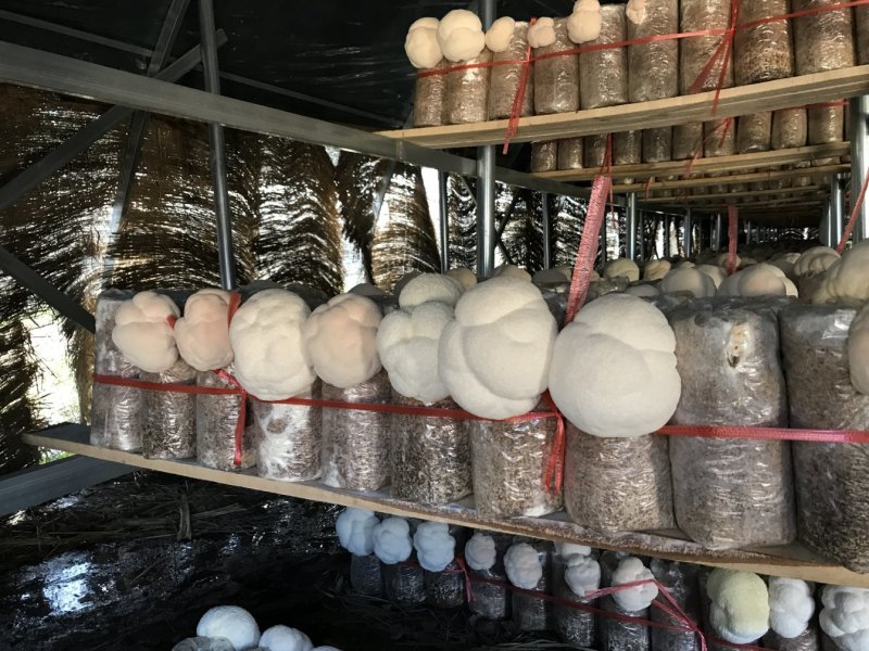 【海麟玉品】东北猴头菇鲜猴头菇有机绿标产地直发