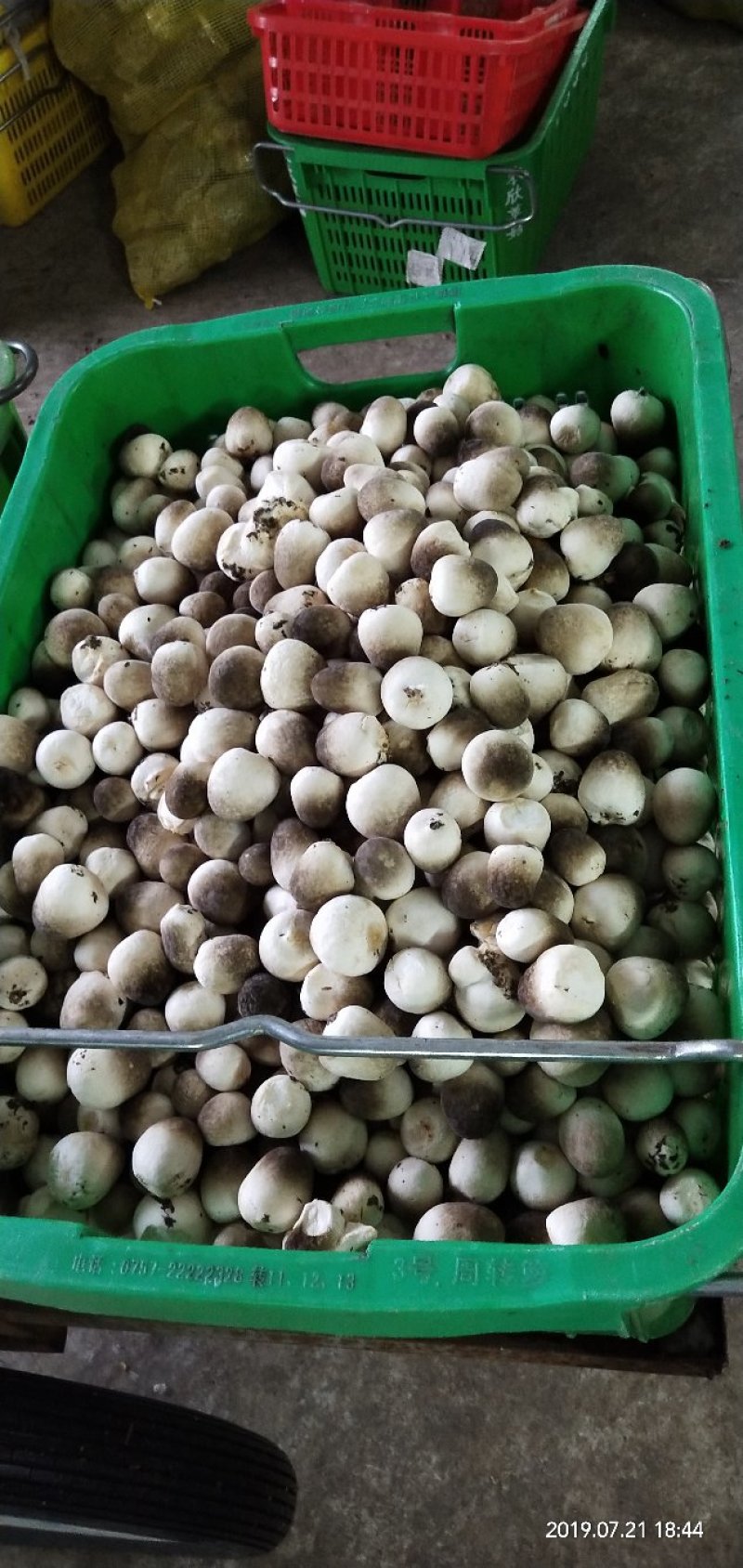 草菇菌种三级生产种供应草菇技术指导指引
