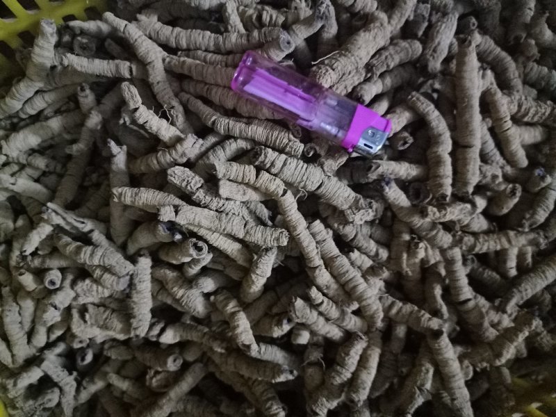 巴戟干，桂皮干