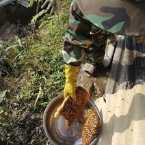 西隆山脚拉祜人家野外蜂蜜中越边境野生土蜂蜜中华蜂蜜