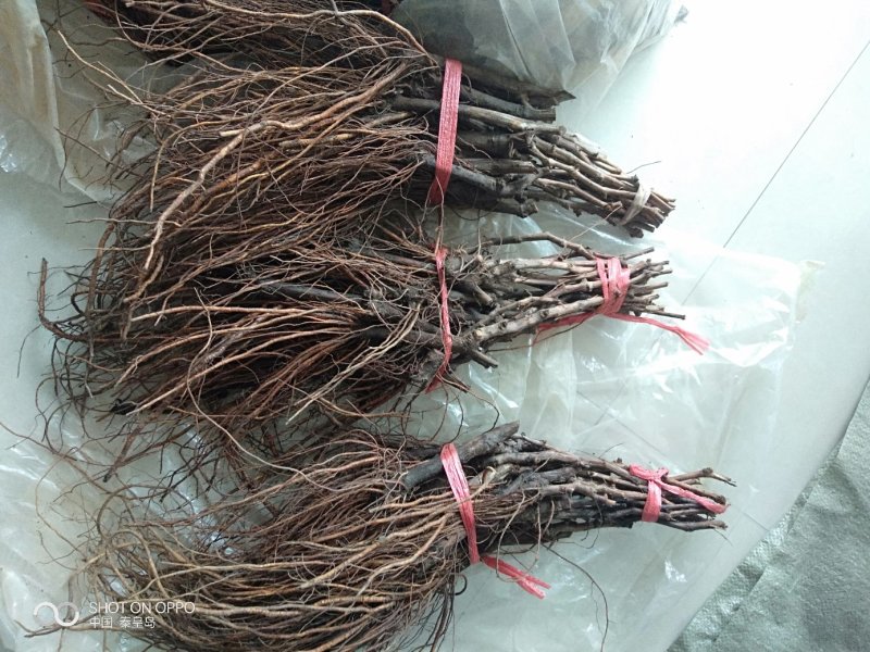 克伦生葡萄苗(晚熟自然无核，脆甜多汁，保纯保活基地直发)