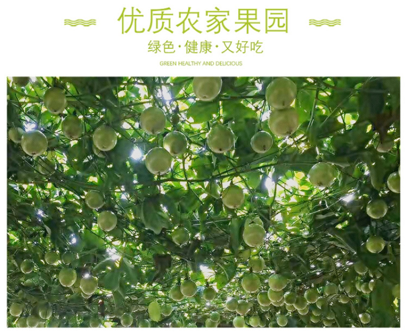 现货海南黄金百香果大果一级黄金果果园直发