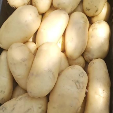 荷兰十五土豆三两起价格合理