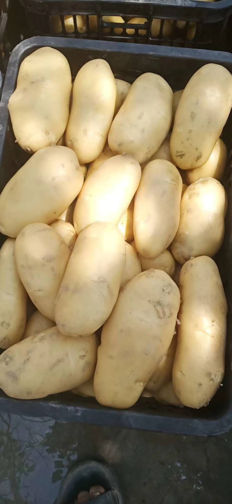荷兰十五土豆三两起价格合理